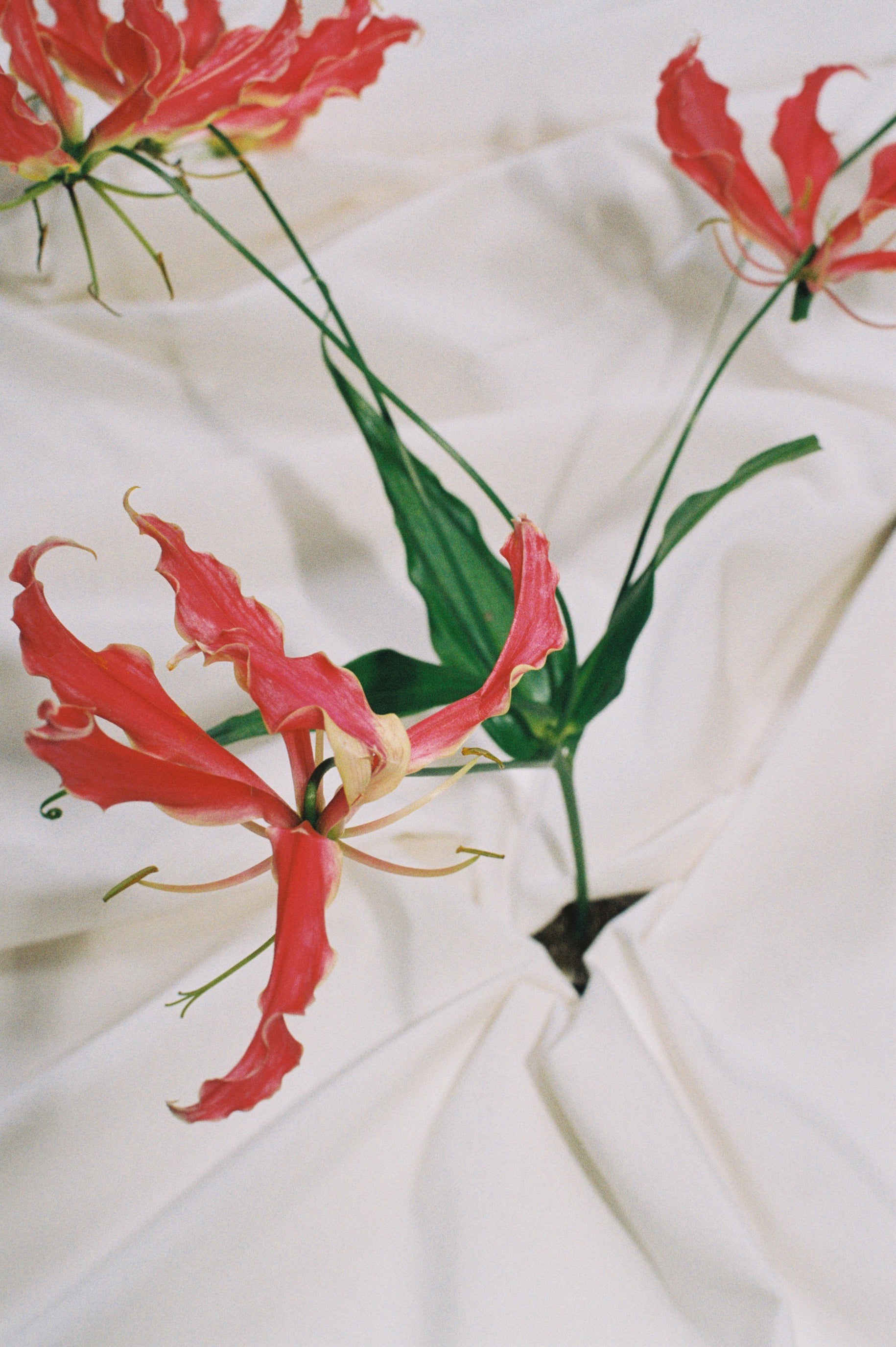 Floral design for weddings and events