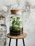 Terrarium Workshop